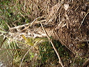 dsc00493